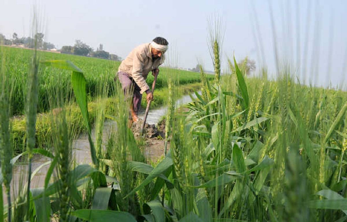 Crop diversification is the future of indian agriculture