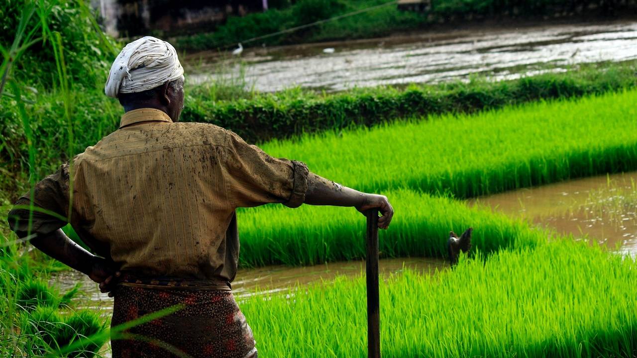 Paddy cultivation is expected to cover 4.17 lakh acres in the district. (Photo Courtesy- Unsplash)