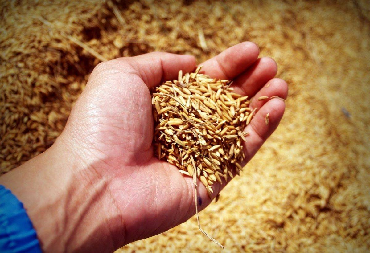 Agriculture Dept Distributes 50% Subsidised Paddy Seeds to Empower Farmers (Photo Source: Pixabay)