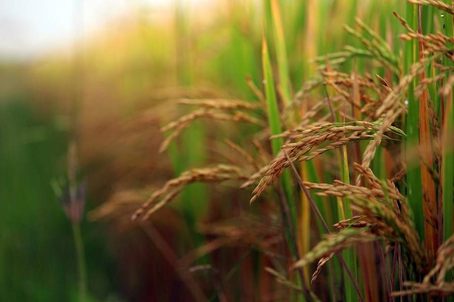 Govt Procures Paddy Worth Rs 159,660 Crore from Farmers at MSP ( Photo Source: Pixabay)
