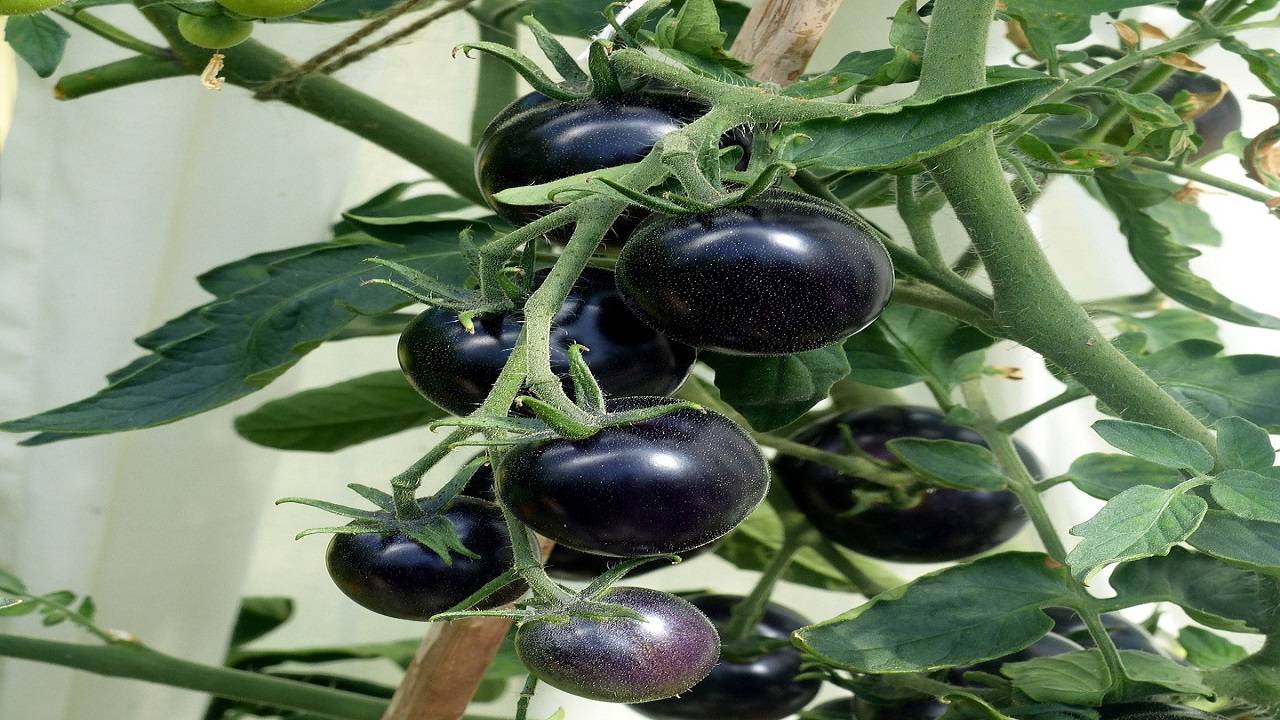 Black Krim Tomato: A Guide to Growing & its Uses (Photo Courtesy- Pexels)