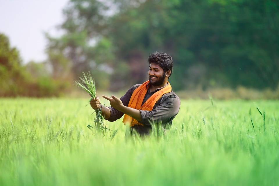 Odisha Launches Bold Initiative: 3 Years of Free Crop Insurance for Farmers (Photo Source: Pixabay)