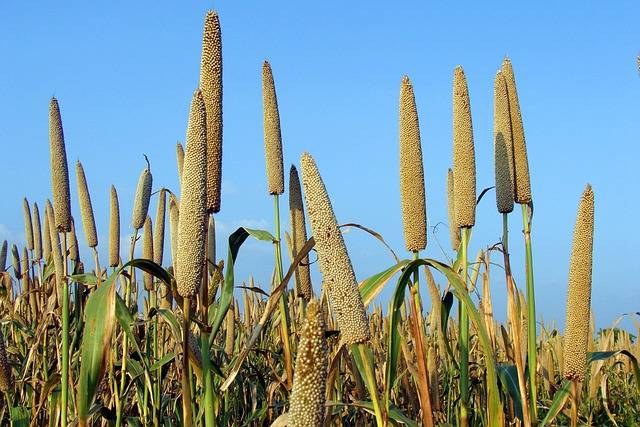 Gujarat Agri Minister Plans Scheme to Expand Millet Cultivation Area in IYOM (Photo Source: Pixabay)