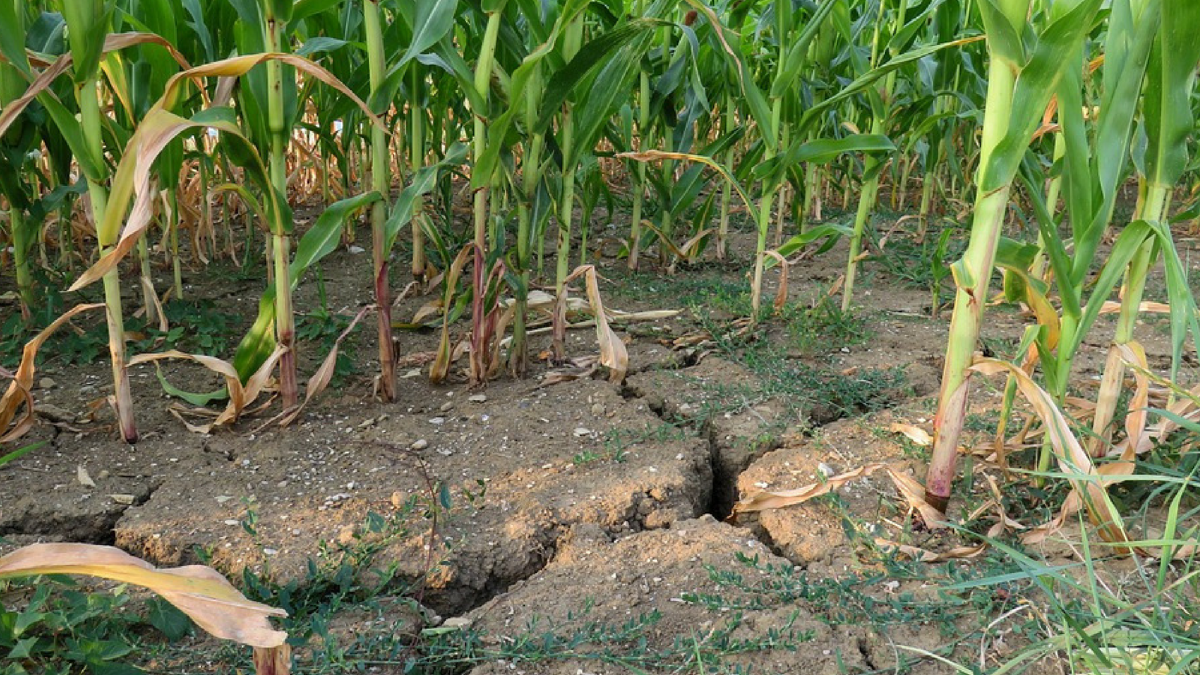 Drought Takes Toll on Tunisian Fields: State Faces Financial Strain (Photo Source: Pixabay)