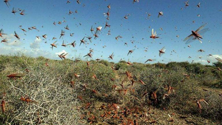 Devastating Locust Invasion Wreaks Havoc on Farmers in Northern Provinces of Afghanistan (Photo Source: Pixabay)