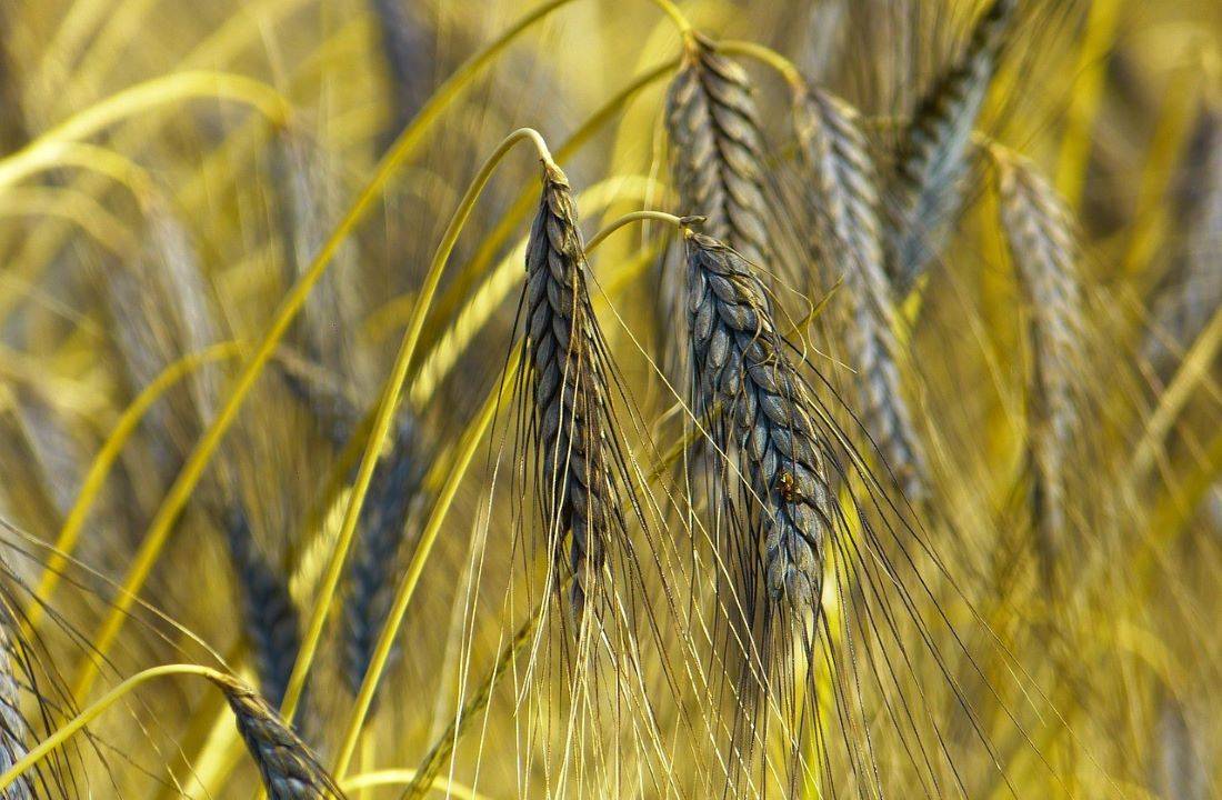 UP Farmers Embrace Black Wheat Cultivation in Response to Market Challenges (Photo Source: Pixabay)