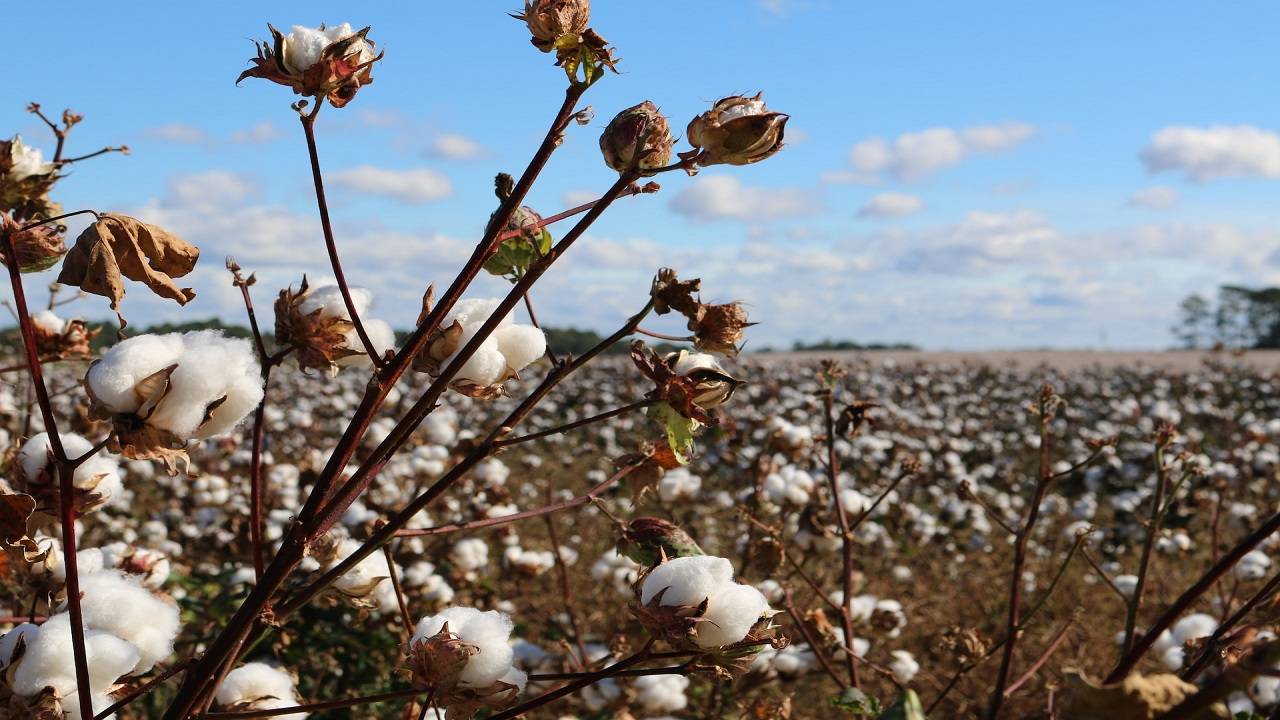SIMA Chairman urged the Centre to permit import of extra long staple (ELS) cotton at zero customs duty. (Photo Courtesy- Unsplash)
