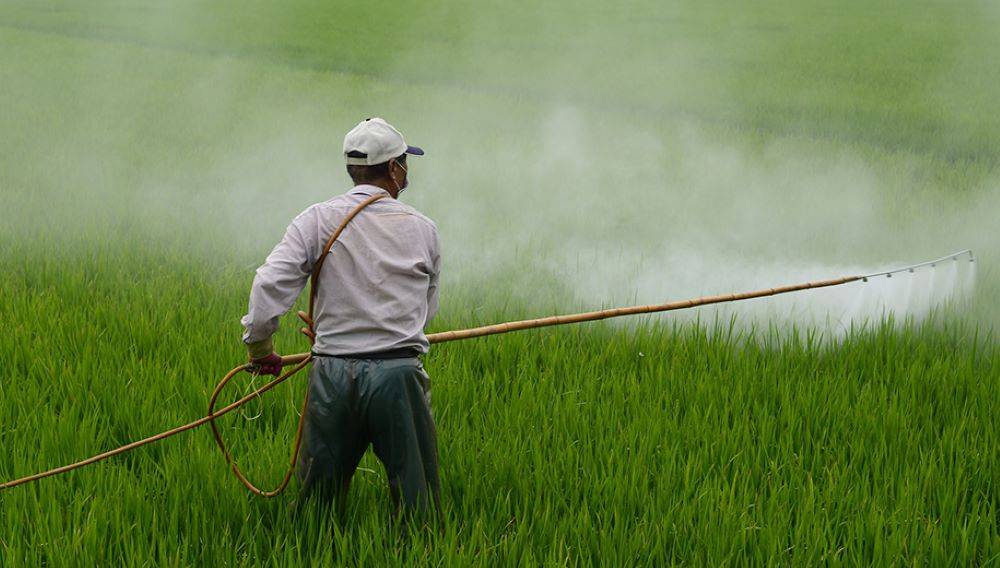 TN Govt to Appoint Agri Scientists to Aid Farmers with Technology & Crop Protection (Photo Credit: Pixabay)