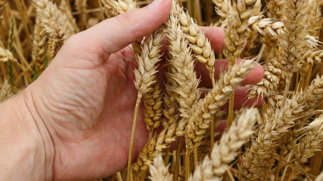 China's Agriculture Ministry Takes Action to Salvage Damaged Wheat Crop (Photo Credit: Pixabay)