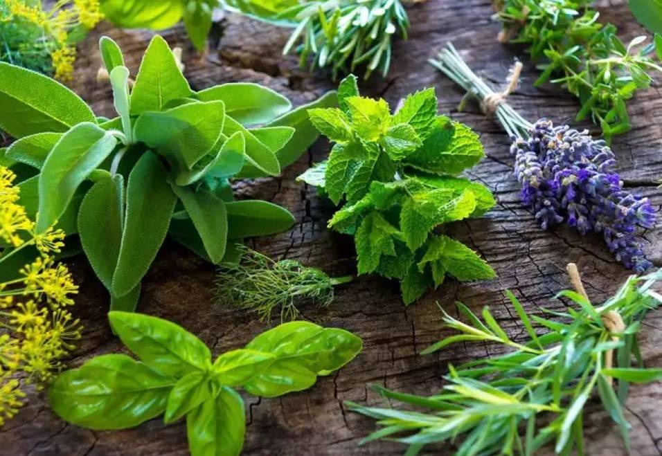 BIS Introduces 31 New Indian Standards for Ayush Herbs & Products (Photo Courtesy: iStock)