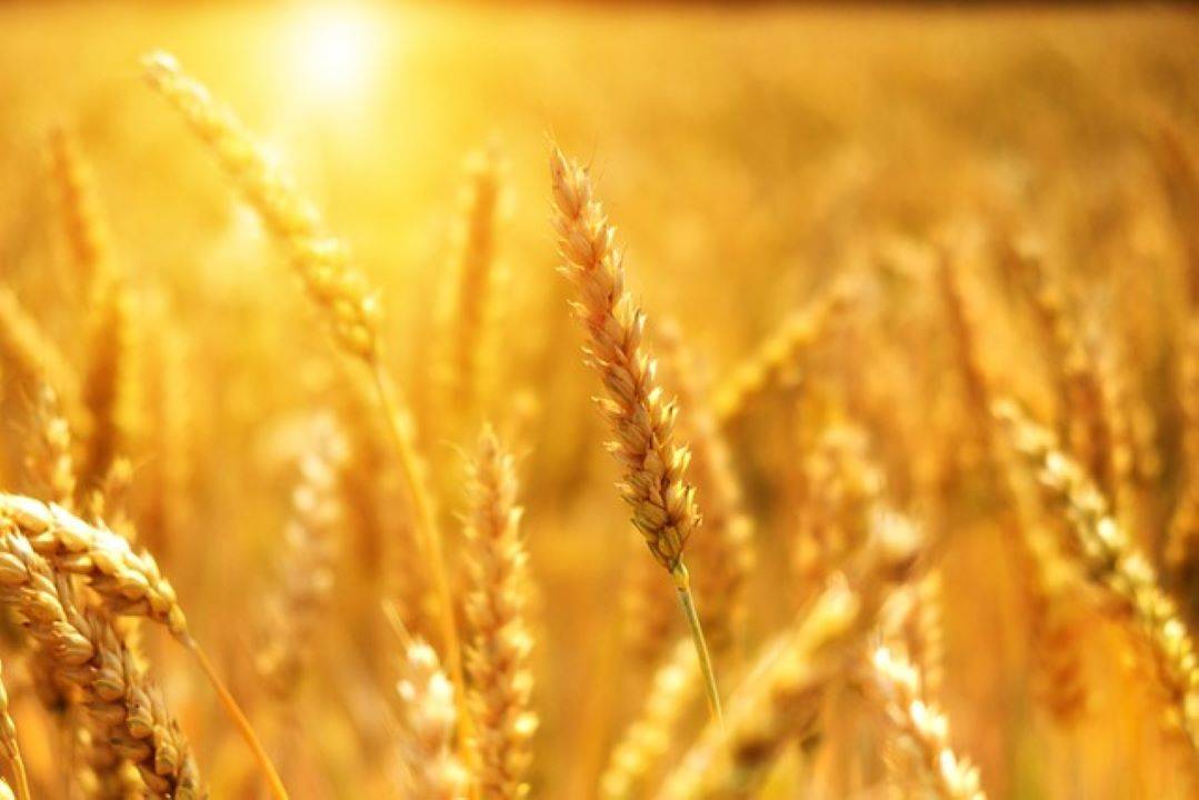 Record-Breaking Wheat Procurement Exceeds 260 LMT in RMS 2023-24, Surpassing Previous Year's Total (Photo Source: Pixabay)