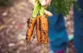 Ready to Join the Organic Farming Wave? Here's Your Guide to Getting Organic Certification in India