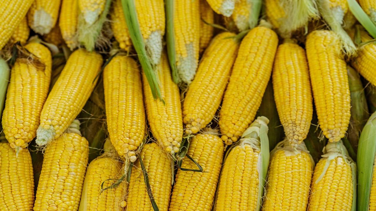 Maize and Bajra lead the kharif coarse-cereals coverage, which is 1.5 lh against 1.3 lh a year ago. (Image Courtesy- Pexels)