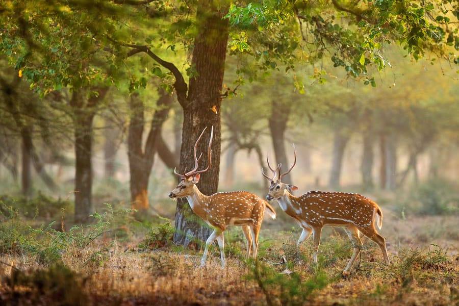 Study Reveals Urgent Need to Strengthen Protection of Existing Parks for Biodiversity Conservation (Photo Credit- @Dhudhva Tiger Reserve)