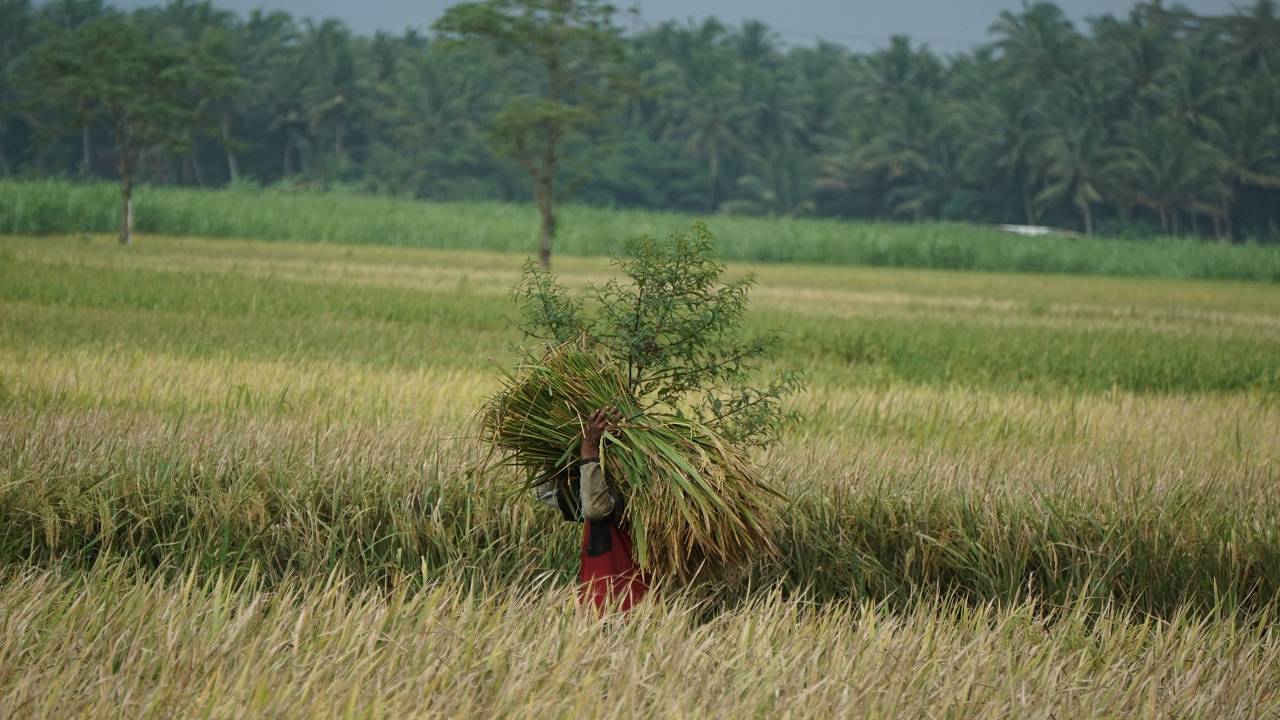 Under AIF Initiative, Government Launches Rs 3,000 Crore Agricultural Projects. (Image Courtesy- Pexels)