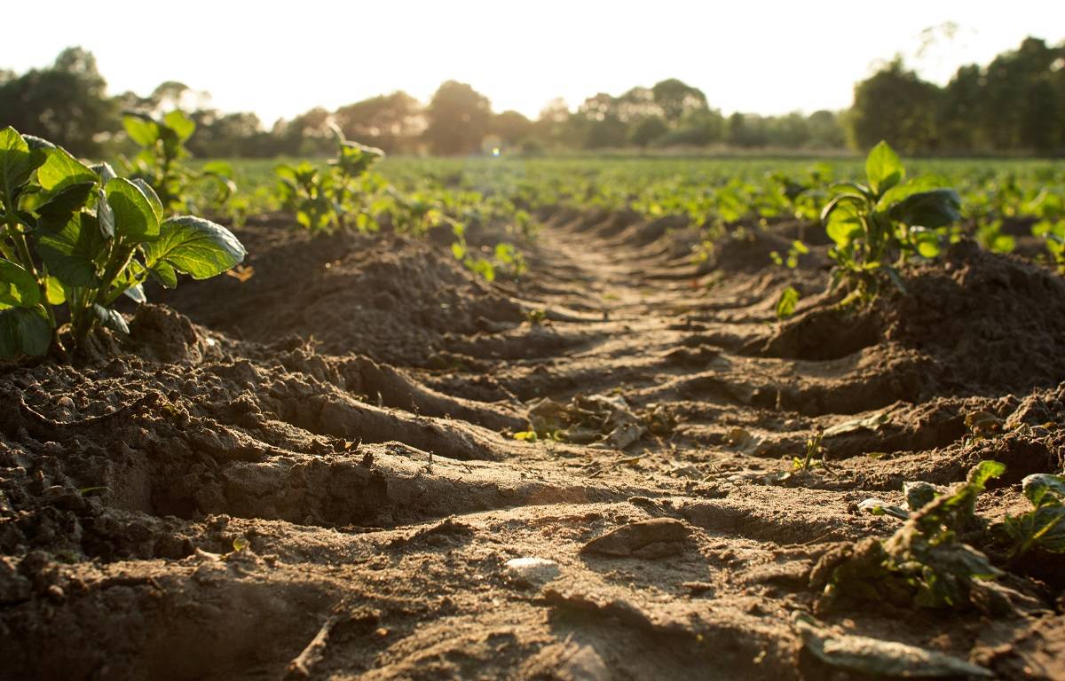 In order to ensure the long-term health and productivity of our soils, it is imperative to adopt sustainable soil management techniques