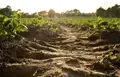 Preserving Earth's Hidden Treasure: Unlocking Sustainable Soil Management for Thriving Future