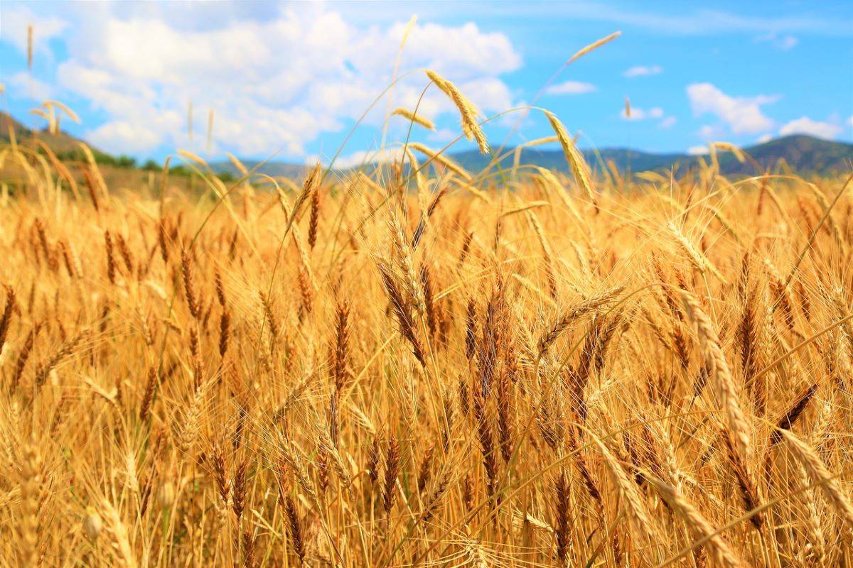 Heavy Rainfall Spells Disaster for China's Wheat Growers, Crippling Crop Yields (Photo Source: Pixabay)