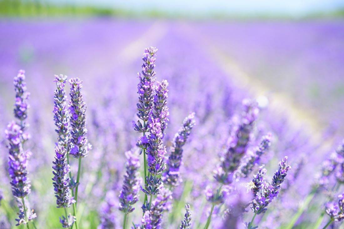 CSIR Scientists Dive into Lavender's Medicinal Potential Post 'Purple Revolution' (Photo Source: Pixabay)