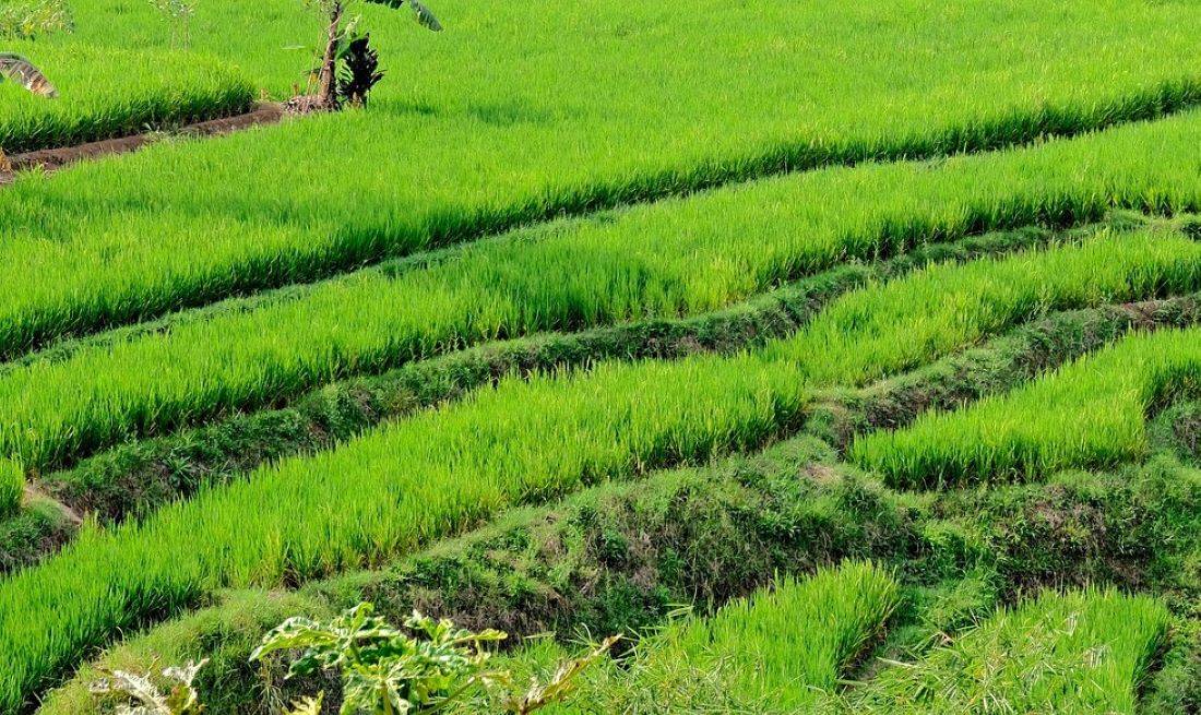 TN Agri Minister Announces Cultivation of Kuruvai Paddy in 5 Lakh Acres across Delta Region (Photo Source: Pixabay)