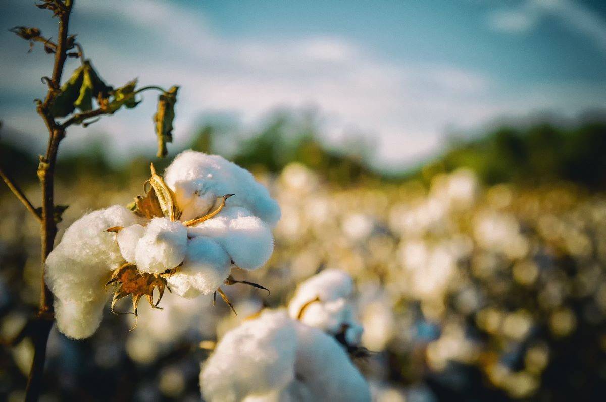 Cotton Market Anticipates ‘Stability’ as MSP Witnesses 9% Surge (Photo Source: Pixabay)