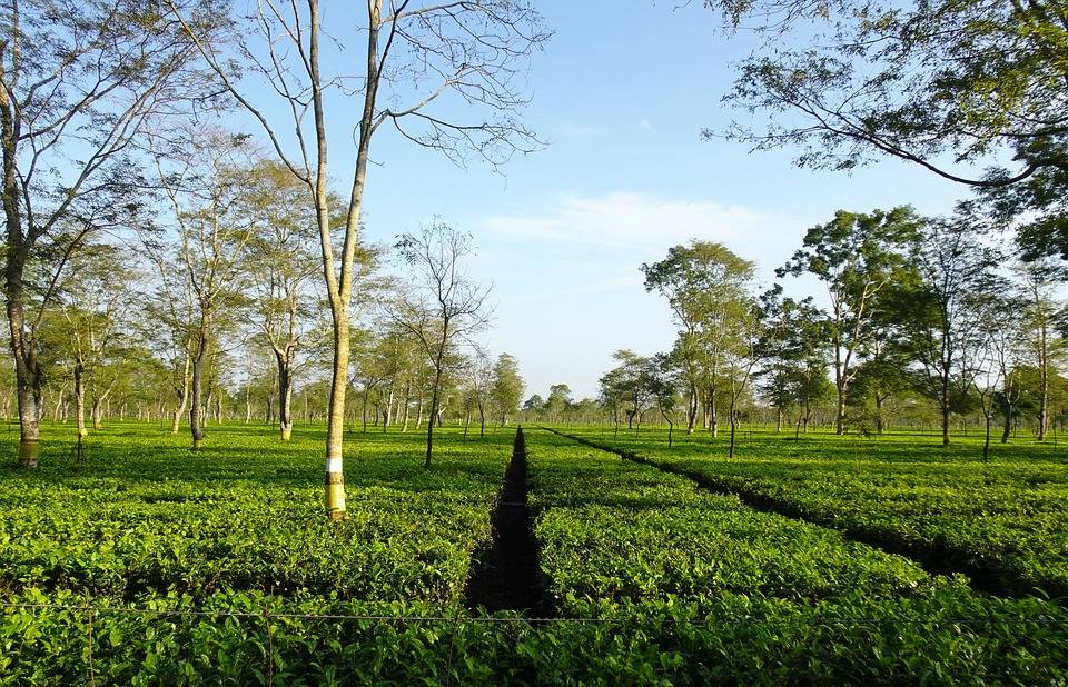 Assam Tea Celebrates Bicentennial Milestone: Govt Grants 3-Year Tax Exemption on Agricultural Income (Photo Source: Pixabay)