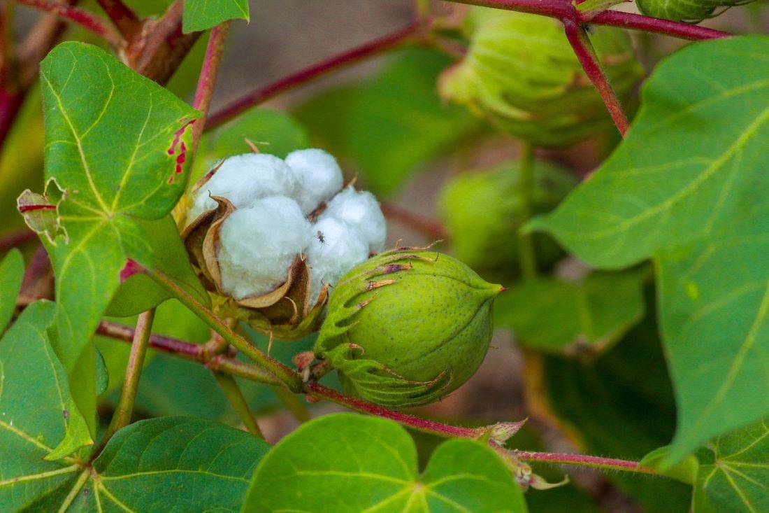 Three States Reject GM Regulator's Directive, Refuse to Test Transgenic Cotton (Photo Source: Pixabay)