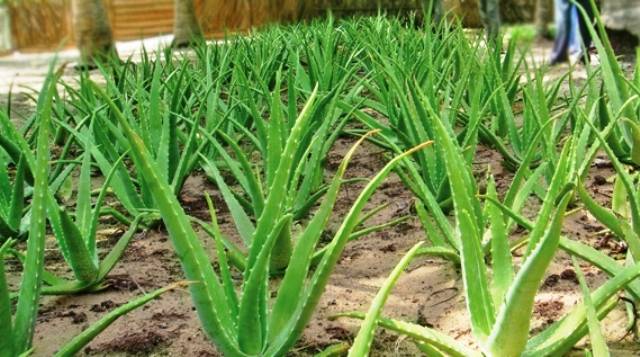 How to start Aloe Vera cultivation