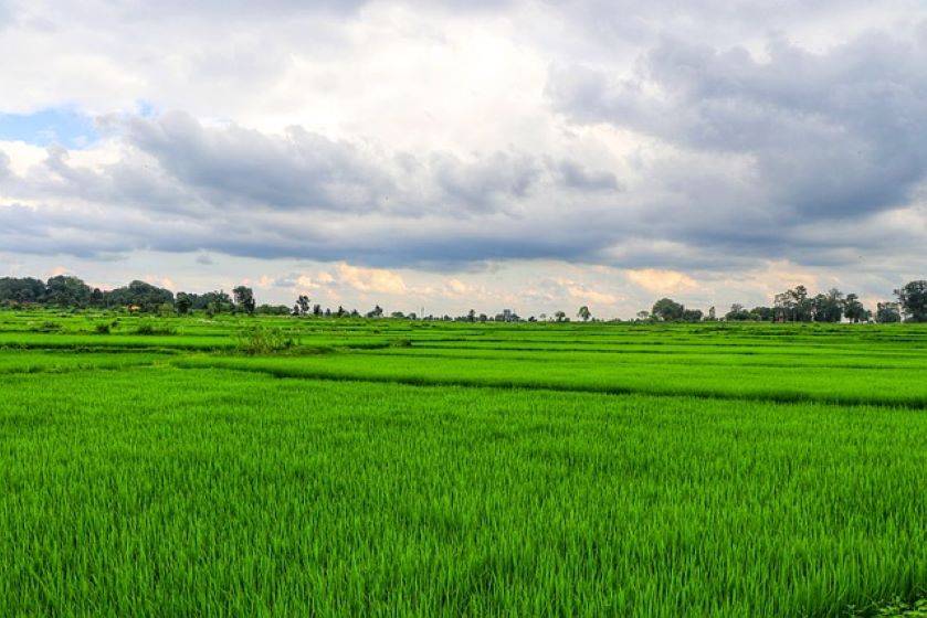 Revival of Mushk Budij & Aromatic Rice Cultivation Brings Profits to Kashmiri Farmers (Photo Source: Pixabay)