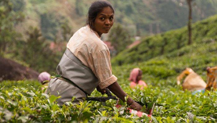 Sri Lanka's Small Tea Growers Account for 77% of Total Production, Says Minister (Photo Source: Pixabay)