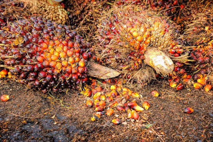 India's Palm Oil Imports Witness a 15% Decline, Reaching 4.39 Lakh Tonne in May (Photo Source: Pixabay)