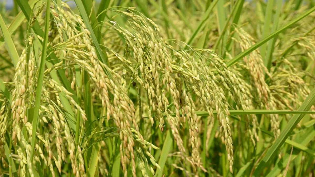 Impact of Heat in Agriculture