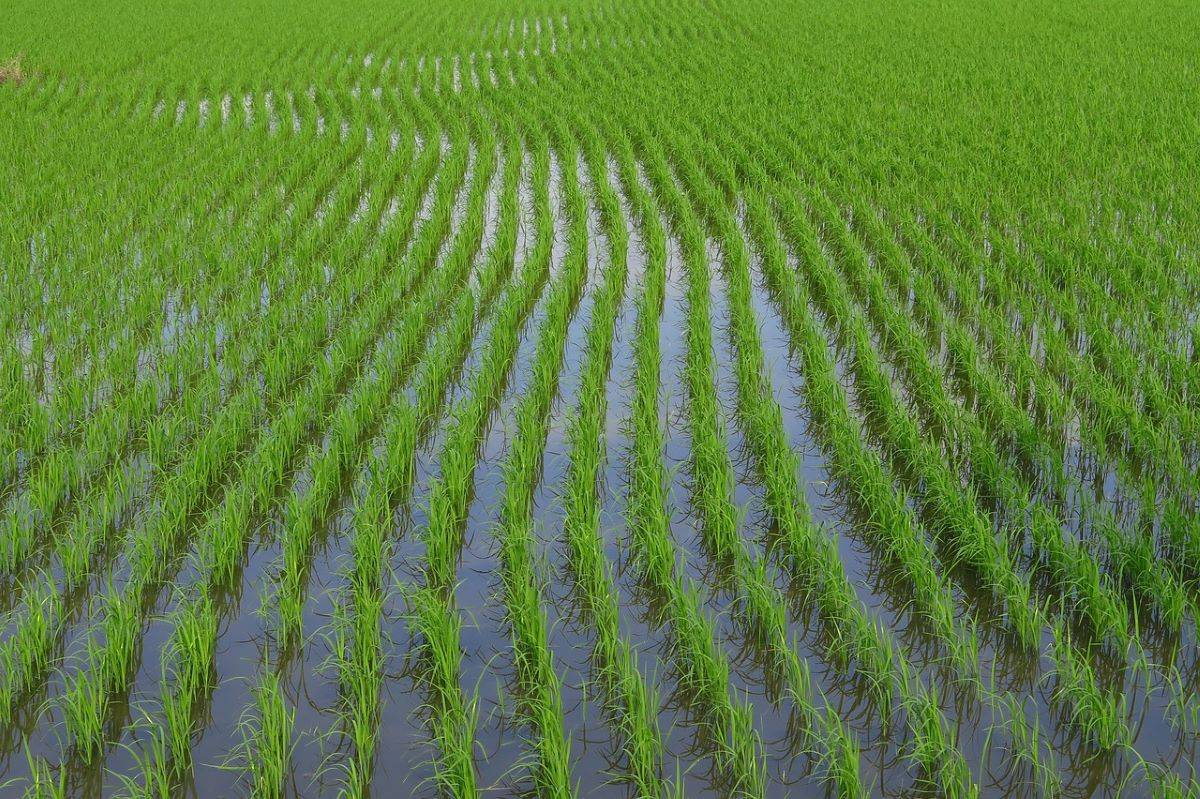 Telangana Procures Over 65.1 Lakh Tonnes of Paddy, Valued at Rs 13,383 Crore (Photo Source: Pixabay)