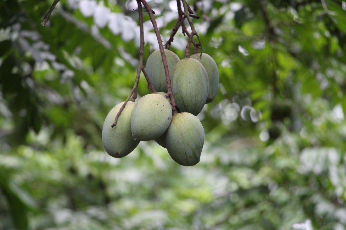 Mango Growers Urge Government Support as Bumper Crop Fails to Yield Profits (Photo Source: Pexels)