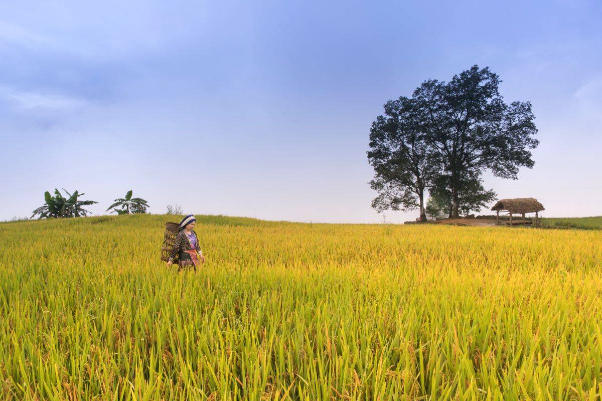 Karnataka Rice Millers Assure Partial Fulfillment of Anna Bhagya Rice Requirement (Photo Source: Pixabay)