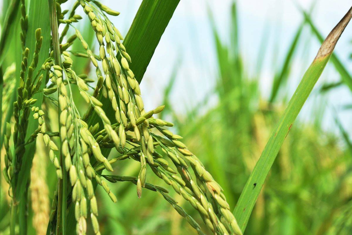Record-Breaking Paddy Procurement: 830 LMT Paddy Procured by June 19th, 2023! (Photo Source: Pixabay)