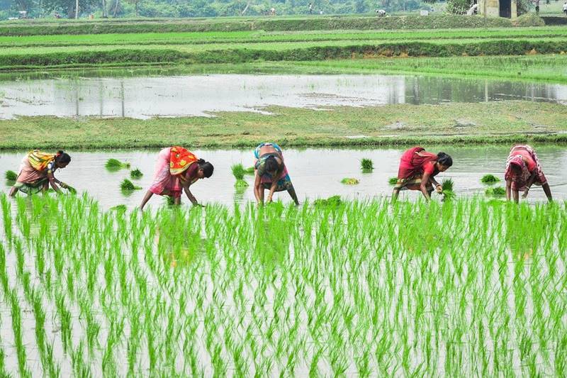 Maharashtra Govt Urges Farmers to Delay Kharif Sowing Amid Insufficient Rainfall (Photo Source: Pixabay)