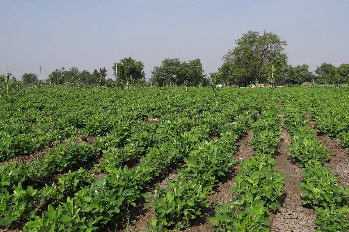 SEA Plans to Establish Model Groundnut Farms in Madhya Pradesh and Rajasthan (Photo Source: Pixabay)
