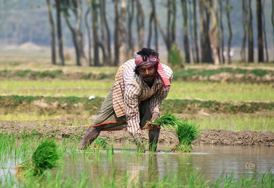 Karnataka Govt Encourages Farmers to Secure Crops with Raitha Suraksha Pradhan Mantri Fasal Bima Yojana (Photo Source: Pixabay)