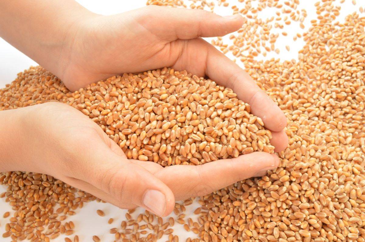 Wheat and Rice e-Auction to be Conducted by FCI (Photo Source: Pixabay)