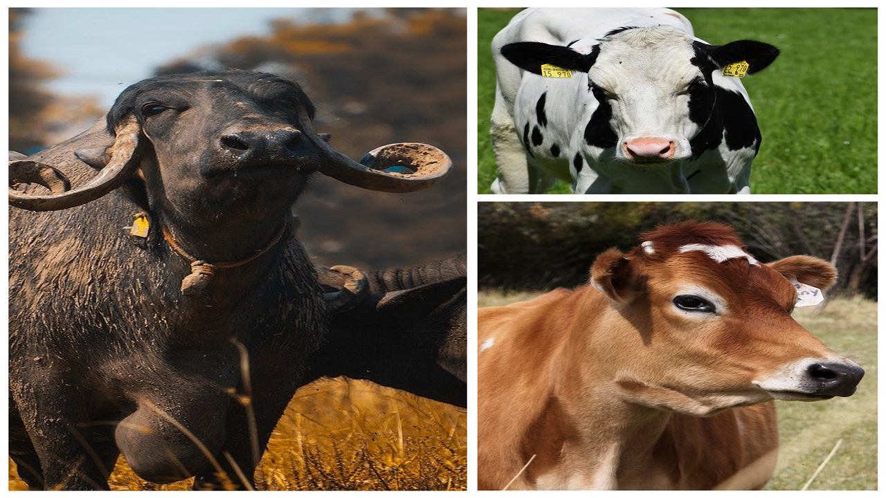 Best Cow And Buffalo Breeds In India Producing High Quality Milk