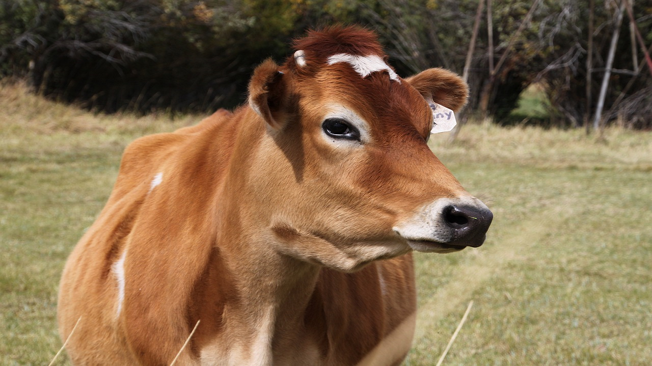 Jersey breed of cow generally smaller in size than Holsteins (Photo Courtesy: Pixabay)