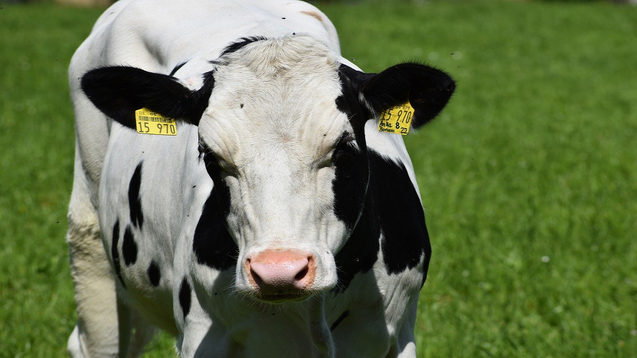 Holstein Friesian: a popular cow breed producing high quality milk (Photo Courtesy: Pixabay)