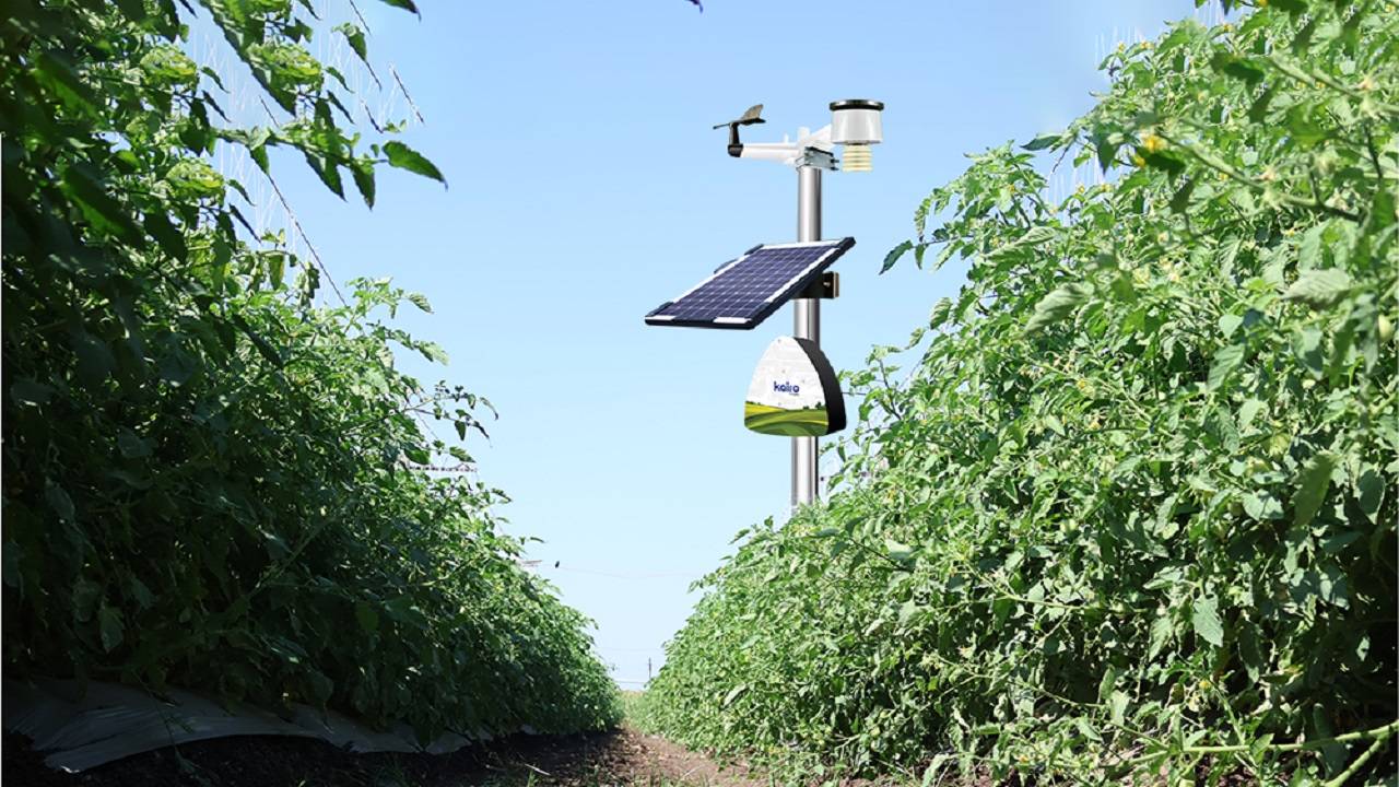 Technology used for tomato cultivation.