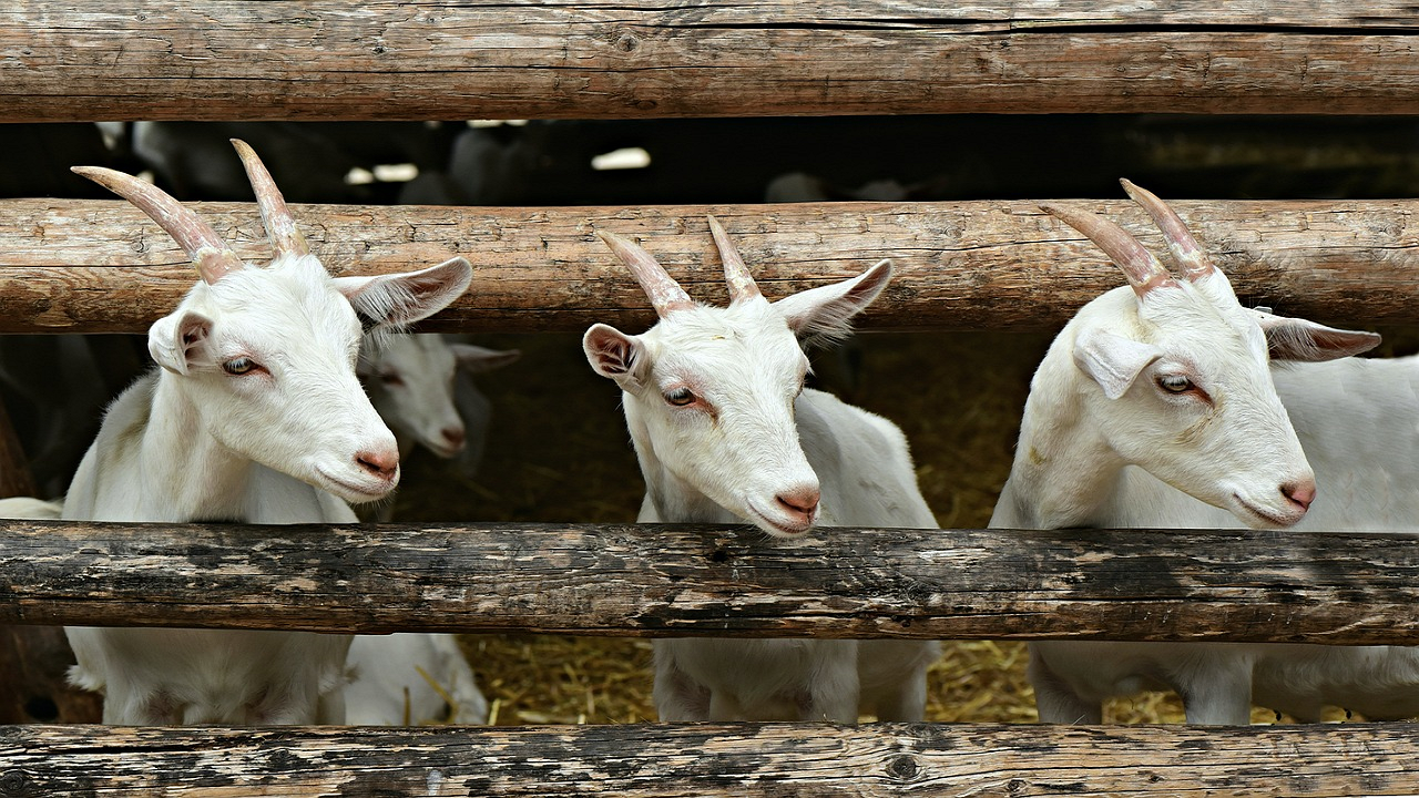 Goat in the shed (Photo Courtesy: Pixabay)