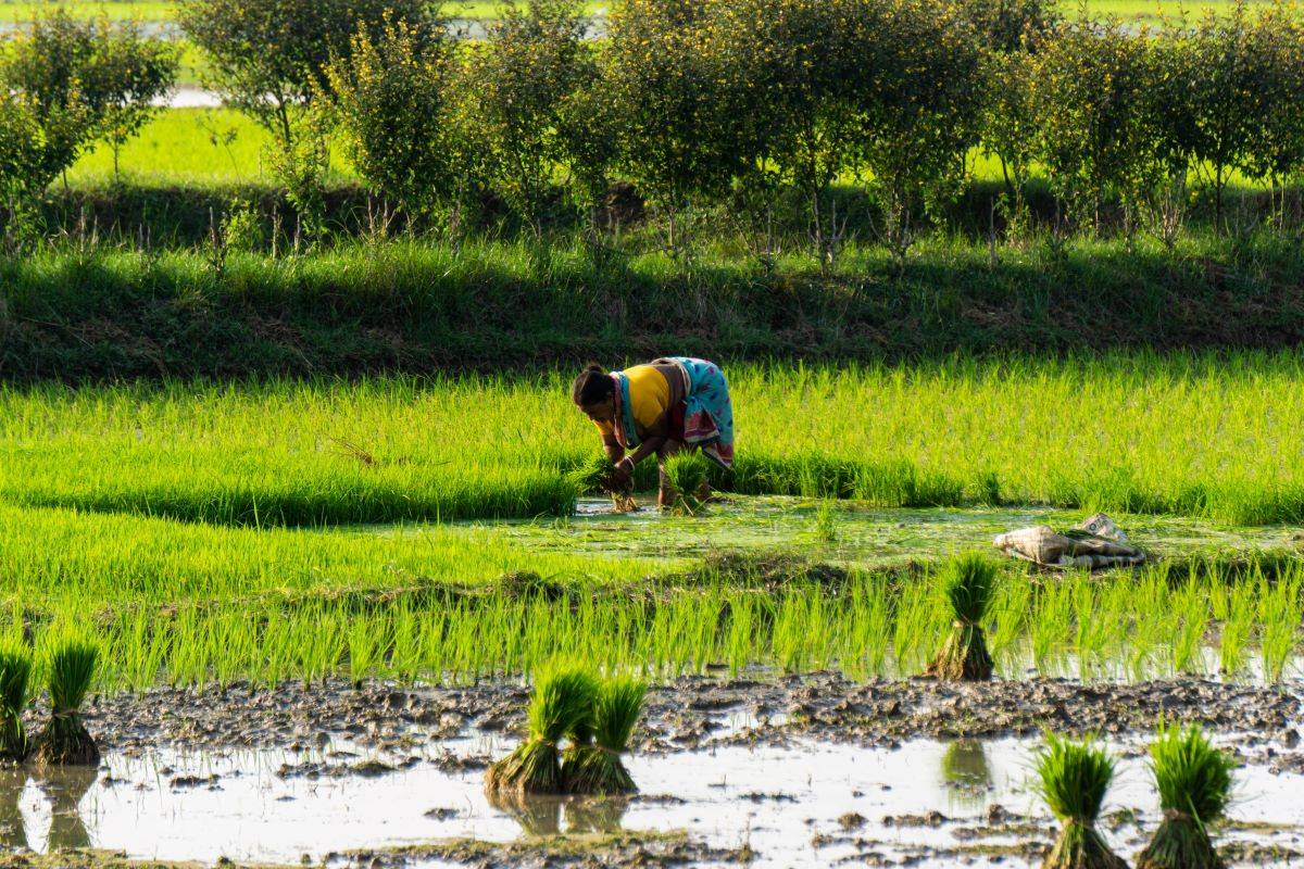Odisha Farmers Receive Rs 212 Crores Agricultural Loan for Kharif 2023 (Photo Source: Pixabay)