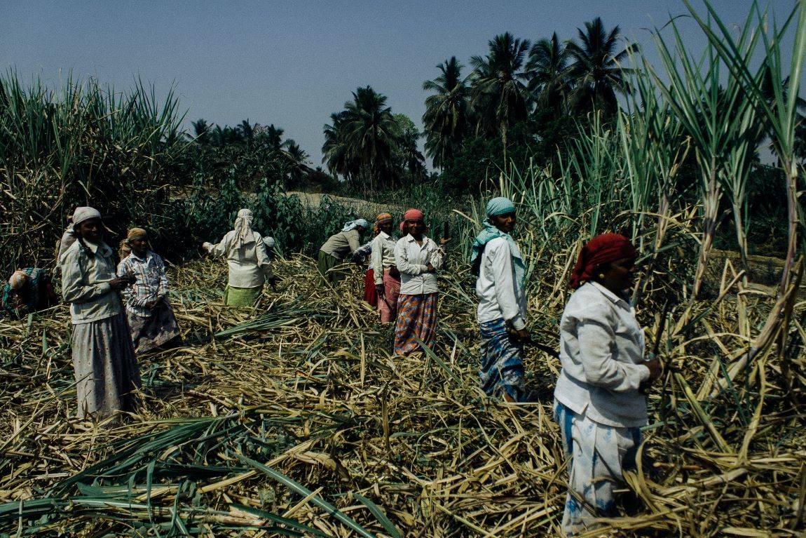 Govt Raises Sugarcane FRP by Rs 10/Quintal to Rs 315/Quintal (Photo Source: Pexels)