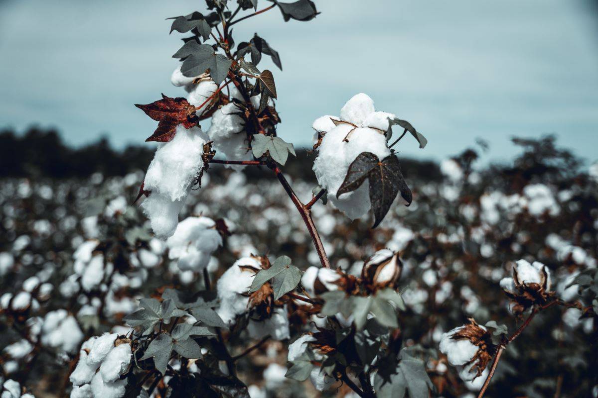 Haryana's Cotton Yield Hits 20-Year Low: Pest-Resistant Bt Variety and Untimely Rain Blamed (Photo Source: Pexels)