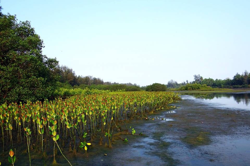 Iraq Launches Mangrove Forest Plantation Project to Fight Climate Disaster (Photo Source: Pixabay)