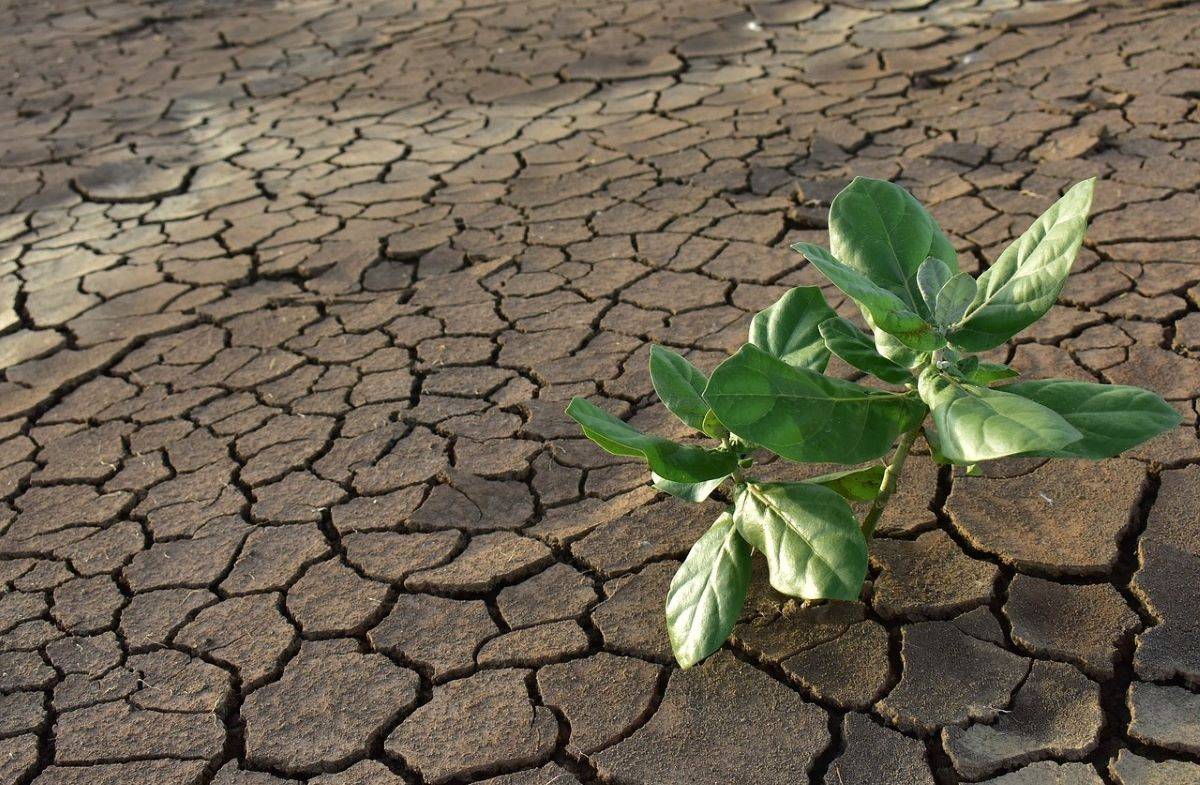 Centre & Bihar Govt Convene High-Level Meeting to Address Drought Situation (Photo Source: Pixabay)